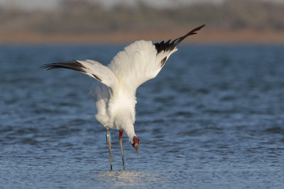 Whooping Crane