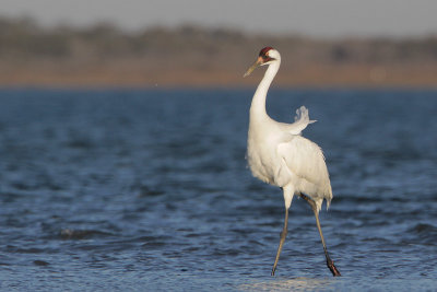 Whooping Crane