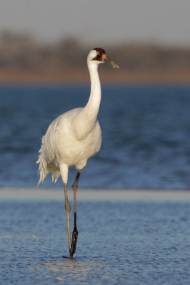 Whooping Crane