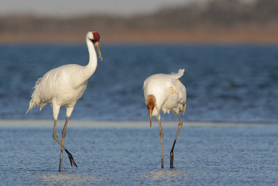 Whooping Crane