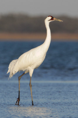 Whooping Crane