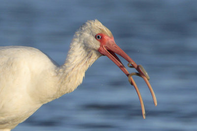 White Ibis