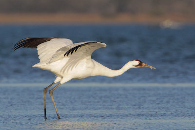 Whooping Crane