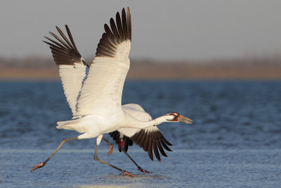 Whooping Crane