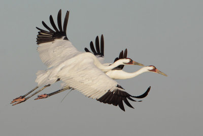 Whooping Crane