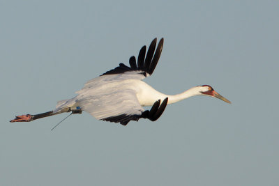 Whooping Crane