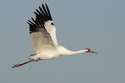 Whooping Crane