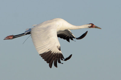 Whooping Crane