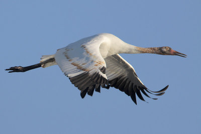 Whooping Crane