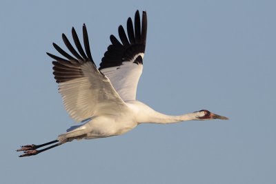 Whooping Crane