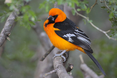 Altamira Oriole