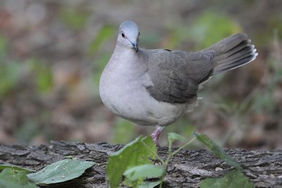 White-tipped Dove