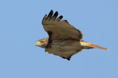 Red-tailed Hawk