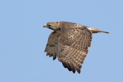 Red-tailed Hawk