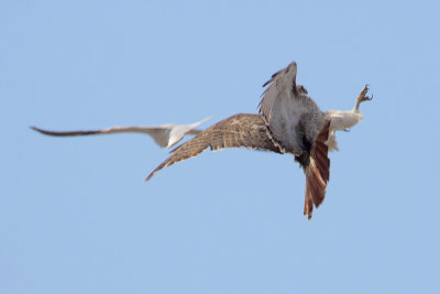 Red-tailed Hawk harassed by White-tailed Kite