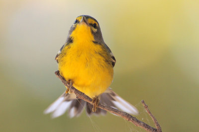 Adelaide's Warbler