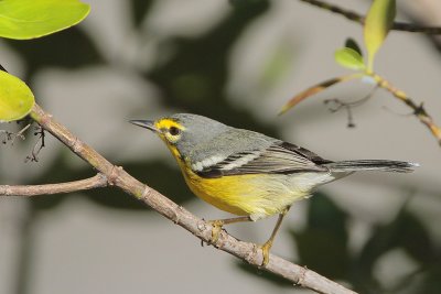 Adelaide's Warbler