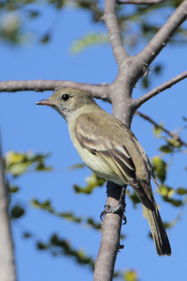 Caribbean Elaenia