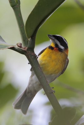 Stripe-headed Tanager