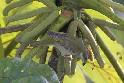 Stripe-headed Tanager