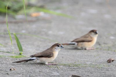 Warbling Silverbill