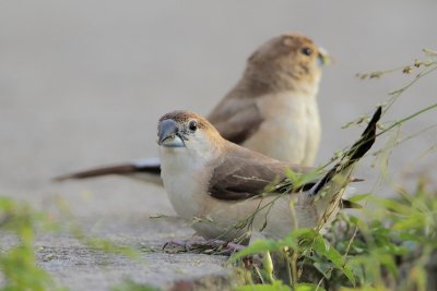 Warbling Silverbill