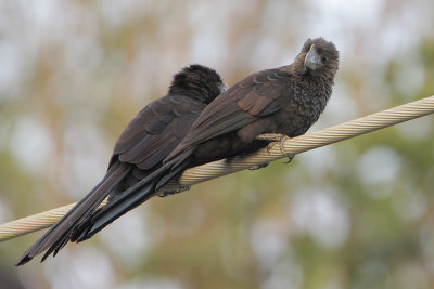 Smooth-billed Ani