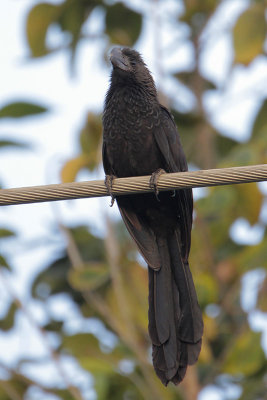 Smooth-billed Ani