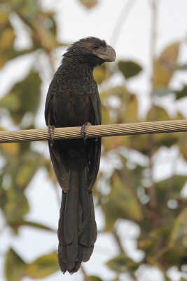 Smooth-billed Ani