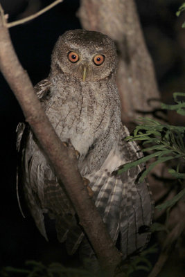 Puerto Rican Screech-Owl