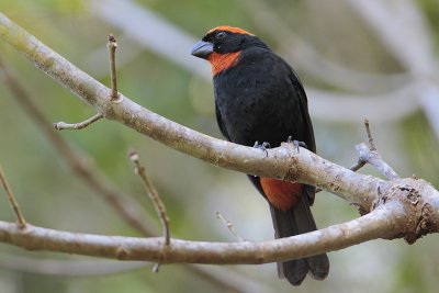 Puerto Rican Bullfinch