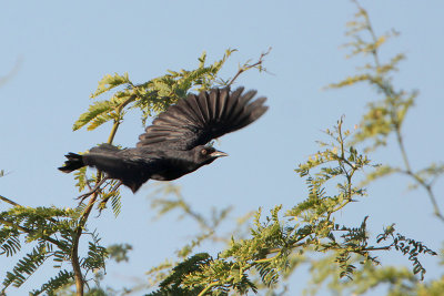 Greater Antillean Grackle