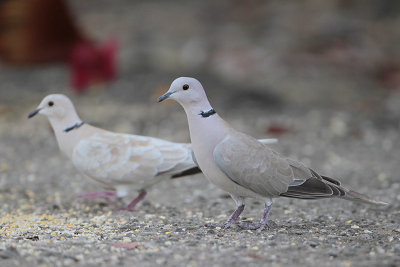 Ringed Turtle-Dove