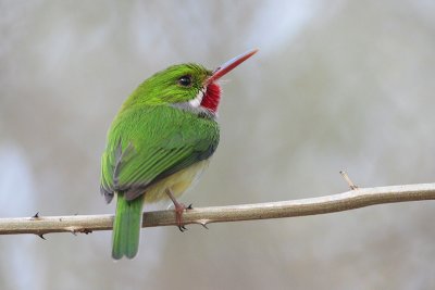 Puerto Rican Tody