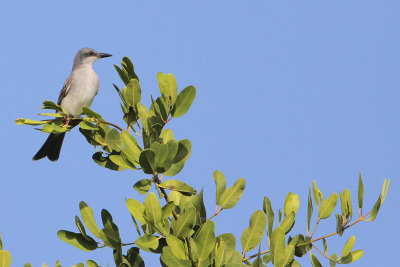 Gray Kingbird