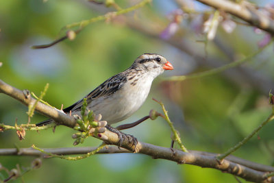 Pin-tailed Whydah