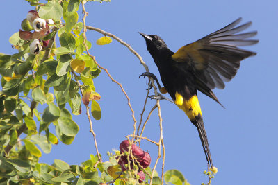 Black-cowled Oriole