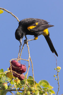 Black-cowled Oriole