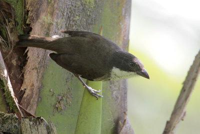 Puerto Rican Tanager