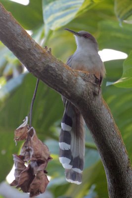 Puerto Rican Lizard-Cuckoo