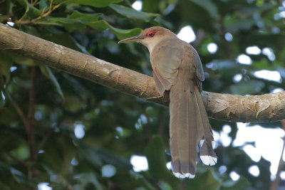 Puerto Rican Lizard-Cuckoo