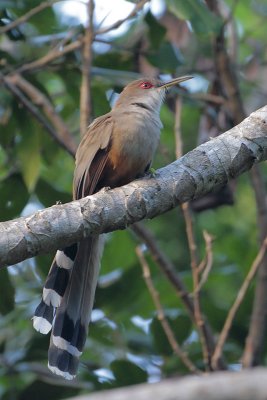 Puerto Rican Lizard-Cuckoo