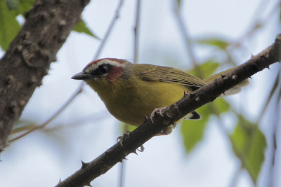 Rufous-capped Warbler