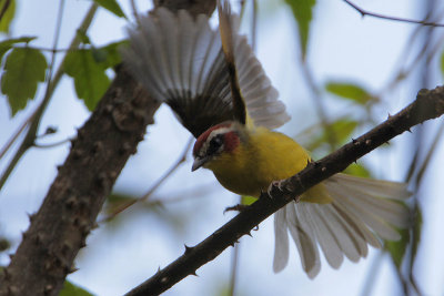 Rufous-capped Warbler