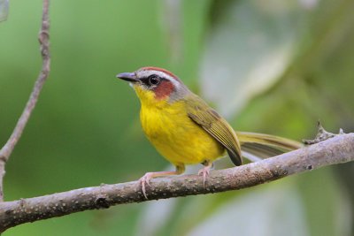 Rufous-capped Warbler