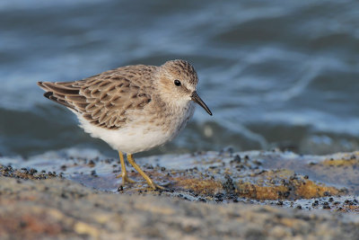 Least Sandpiper