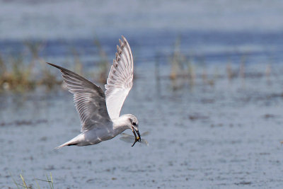 Gull-billed Tern