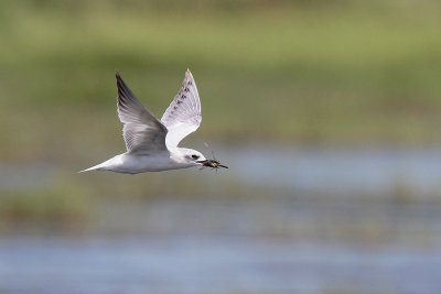 Gull-billed Tern