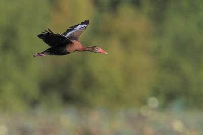 Black-bellied Whistling-Duck