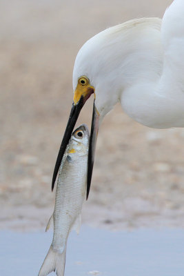 Snowy Egret